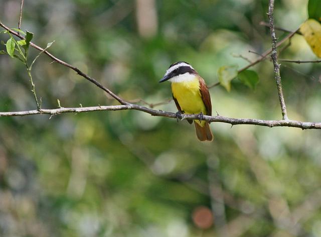 057 Pura Vida Garden, Costa Rica, grote kiskadie.JPG